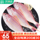 哆鮮生 海釣金線(xiàn)魚(yú) 野外金絲紅衫魚(yú)云夢(mèng)魚(yú)深海冷凍國產(chǎn)生鮮送禮魚(yú)類(lèi) 大號 2-4條/袋 凈重400g