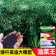 大禹華油999油菜種子出油高穩(wěn)產(chǎn)黃油菜農(nóng)科院雜交矮桿菜籽油原種批發(fā) 華油999油菜籽種子 100g正宗