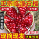 菓靈稥【順豐】陜西臨潼石榴軟籽現(xiàn)摘正宗西安特產(chǎn)新鮮中秋水果禮盒 5斤 家庭裝【單果5-8兩】 精選果