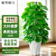 植男植女大葉綠蘿柱堪比10盆小綠蘿室內(nèi)盆栽大型客廳落地好養(yǎng)易活源頭直發(fā)
