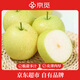 京覓河北趙州綠皇冠梨單果250g起蜜梨4.5斤裝 梨子新鮮水果 源頭直發(fā)