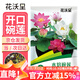 花沃里水培碗蓮種子30粒/包不含盆 花卉種子荷花盆家庭庭院陽(yáng)臺碗蓮盆栽