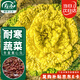 壽禾黃心烏種子苗黃心油菜烏塌菜耐寒蔬菜菜籽 濰育冬星黃心烏種子10g