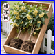 憶潤蝶桂花樹(shù)苗綠植花卉盆栽四季開(kāi)花庭院綠化美觀(guān)室內外地栽大樹(shù)濃香型 四季金桂 4年苗【當年開(kāi)花】