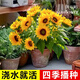 花沃里盆栽矮向日葵種子花卉種子家庭盆栽向日葵陽(yáng)臺校園花壇草種籽花種 花沃里矮向日葵約29粒*1包【明媚鮮亮】