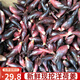 柏饞洋荷姜新鮮 陽(yáng)荷姜 洋河陽(yáng)和姜洋火陽(yáng)藿洋荷洋胡姜蔬菜 4斤