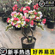 京厽西府海棠花盆栽四季真垂絲樹(shù)苗庭院多花地栽花卉花園不支持退貨 掌柜讓利復(fù)色海棠3年苗徑1.3-1.5厘米原土球發(fā) 不含盆