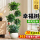 瑯闕幸福樹(shù)大型客廳綠植室內好養辦公室大盆栽擺件雙層/原盆源頭直發(fā)