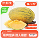 京鮮生新疆86王八六王蜜瓜 單果2.5斤起 凈重8-9斤 2-3粒裝 源頭直發(fā)