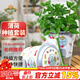 德沃多肥料薄荷種子DIY兒童趣味種植套裝花卉綠植盆栽植物蔬菜觀(guān)察種植杯