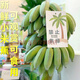 小米蕉可食用【禁止蕉綠】辦公室拒絕焦慮水培香蕉桌 新鮮到家 4000g
