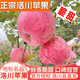 洛川蘋(píng)果陜西延安特產(chǎn)紅富士時(shí)令蘋(píng)果水果禮盒送蘋(píng)果生鮮新鮮脆甜整箱批發(fā) 10斤爆賣(mài)70-75mm（凈重8.5斤）