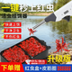 蚯蚓掛鉤紅蟲(chóng)上餌器全自動(dòng)掛蚯蚓上餌神器釣魚(yú)紅蟲(chóng)活餌夾子捆綁器 蚯蚓紅蟲(chóng)上餌器一個(gè) 送皮筋*2000+紅蟲(chóng)盒