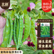 北蔬 荷蘭豆種子苗大莢甜脆扁豆豌豆蔬菜種籽 粉花盆栽荷蘭豆種子20g