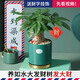 如水盆栽容易養 小發(fā)財樹(shù)招財樹(shù) 辦公室內客廳辦公桌面綠植水培植物 發(fā)財樹(shù)/墨綠色盆/送財字+招財貓