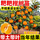 景琳涵正宗四川春見(jiàn)耙耙柑樹(shù)苗丑橘杷杷柑嫁接粑粑柑樹(shù)苗盆栽橘子樹(shù)果苗 4年苗帶土帶葉（當年結果）包成活