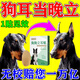 狗狗立耳貼神器大小型犬德牧邊牧柯基田園犬豎耳輔助器耳朵固定器 1盒試用裝 【輔助立耳】