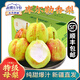 阿克蘇蘋(píng)果;AKSU；AKESU APPLE【順豐】新疆庫(kù)爾勒香梨子特級(jí)母梨整箱時(shí)令新鮮水果 一級(jí)母梨凈重5斤 單果95-120g