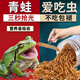 青蛙吃的蟲(chóng)子糧飼料高蛋白飼料樹(shù)蛙黃金角蛙什么東西精品面包蟲(chóng)干 【面包蟲(chóng)干】體驗裝 365ml