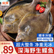 朵芙深海鰈魚600-800g/條鰈魚整條新鮮超大比目魚鴉片魚生鮮魚類 【深海捕撈】整條鰈魚 600g *3條