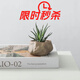 墨一萬重山盆栽紅太陽網(wǎng)紅多肉植物書房室內(nèi)桌面懶人好養(yǎng)綠植花卉盆景 十二卷+海島礁石盆