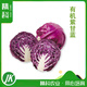精科優(yōu)鮮有機(jī)紫甘藍(lán)有機(jī)認(rèn)證無農(nóng)殘新鮮蔬菜紫包菜輔食榨汁沙拉原產(chǎn)地現(xiàn)發(fā) 3斤