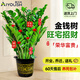 愛(ài)優(yōu)尚金錢(qián)樹(shù)盆栽客廳室內大型綠植辦公室盆景搖錢(qián)串子喬遷開(kāi)業(yè)源頭直發(fā)