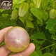 壽禾 東北姑娘果燈籠果種子洋菇娘黃金莓盆栽蔬菜陽(yáng)臺(tái)盆栽秋冬季種籽 大鼻子紫菇娘果種子100粒