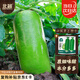 北蔬 青蘿卜種子苗秋季水果蘿卜生吃脆甜蔬菜籽 沙窩蘿卜種子50g桶裝