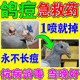 鴿子專(zhuān)用藥鴿痘特效藥治賽鴿幼鴿嘴角眼皮爪子長(cháng)痘膿包一噴凈 一瓶裝【一噴凈】
