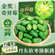 閩域尋鮮丹東軟棗獼猴桃 【順豐-禮盒到家】東北綠心奇異莓奇異果水果禮盒 送禮推薦禮盒裝 1斤大果【單果15-20g】?jì)糁?.9斤