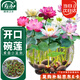 壽禾 碗蓮種子苗水培土培荷花已開口花卉種籽 開口碗蓮種子15粒