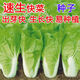快菜種子速生20天耐熱耐高溫四季蔬菜種子高產(chǎn)小白菜種子試種 (嚴選)廠(chǎng)家彩色原包裝(1包)