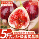 山姆伯伯無(wú)花果鮮果【順豐-多地次日達】5斤紅青紫皮新鮮水果禮盒中秋禮品 【超甜·特級果】單果50-60g 5斤裝【蕞劃算-量超大·全網(wǎng)比價(jià)】全家暢吃 凈4