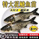 塵中仙優(yōu)質(zhì)花鰱魚(yú)苗大頭魚(yú)胖頭魚(yú)鰱鳙白鰱魚(yú)苗草魚(yú)苗青魚(yú)鯽魚(yú)鯉魚(yú)苗包活四大家魚(yú)活體胖頭魚(yú)鰱鳙淡水養殖魚(yú)黒鰱雄魚(yú) 30條【5-7厘米花鰱魚(yú)苗】送10%防損