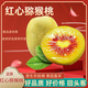 閩農(nóng)語果紅心獼猴桃奇異果四川新鮮水果送禮獼猴桃生鮮時令紅心果獼猴桃 6枚【單果50g+】 【當季新品】