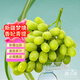 潤小萌新疆三色葡萄無(wú)核白玻璃脆玫瑰葡萄無(wú)籽提子馬奶白葡萄 新疆夢(mèng)境香妃青提無(wú)籽白葡萄4斤