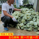 MHFDO岫玉原料玉石原石大塊毛料籽料裸石玉石邊角料雕刻玉器 精選料1斤價(jià)(買(mǎi)一斤送一斤)