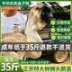 潮汕正宗獅頭鵝苗純種一2斤特大種汕頭澄海獅頭鵝苗活體成年幼苗 買3送1發(fā)4只(每只1斤左右)