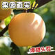 【果園直發(fā)】山東正宗新鮮豐水梨現(xiàn)摘秋季月冰糖梨子爆甜多汁整箱 5斤帶箱(凈重4.5斤) 甄選裝單果200g+