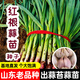 大禹大蒜種子老品種蒜頭出蒜苔蒜苗紫皮山東紅皮香蒜大祘頭批發(fā)秋播 山東大蒜種子2斤 出蒜苔蒜苗