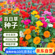 花沃里百日草種子10g百日菊混色 花種子大全花種籽盆土家庭陽(yáng)臺(tái)庭院盆栽
