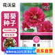 花沃里蜀葵花種子約200粒 花卉種子盆栽陽臺種菜土四季草籽陽臺庭院田間