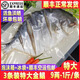 廣東湛江特產(chǎn)新鮮淡曬半干濕特大金鯧魚(yú)干一夜埕咸魚(yú)金昌魚(yú)3條裝