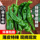 辰實(shí)【順豐】青辣椒新鮮 特辣皺皮青椒 青螺絲椒 農家蔬菜超辣薄皮土 5斤【新鮮采摘】