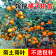 君揚廣西柑橘嫁接果樹(shù)苗無(wú)核沃柑砂糖橘子茂谷皇帝柑脆蜜脆皮金柑金桔 沃柑苗 兩年苗45-50CM高（帶土帶葉）