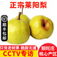 【順豐】萊陽(yáng)慈梨 山東煙臺萊陽(yáng)茌梨特產(chǎn)貢梨脆甜梨子 新鮮水果 5斤大果 7-8個(gè) 照旺莊百年老梨樹(shù)
