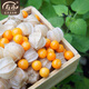 壽禾 東北姑娘果燈籠果種子洋菇娘黃金莓盆栽蔬菜陽(yáng)臺(tái)盆栽秋冬季種籽 粒粒甜小黃菇娘種子 5g裝