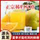 屈姑秭歸夏橙 榨汁專用橙子臍橙 當季新鮮現(xiàn)摘酸甜孕婦水果 產地直發(fā) 秭歸夏橙-3斤嘗鮮裝（60-70mm）