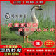 正宗一斤灰鵝活苗鵝苗活體特大獅頭鵝寵物脫溫鵝小鵝苗大雁鵝活苗 正宗大種灰雁鵝 0.8-1斤2送1【1公2母】3只裝